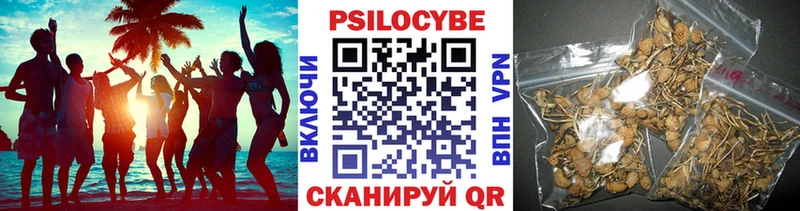 Купить  Железногорск-Илимский  Галлюциногенные грибы Psilocybine cubensis 